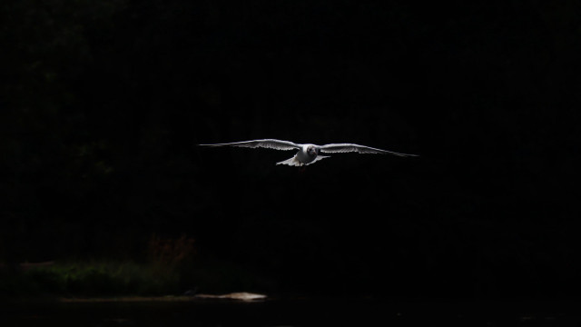 Bird flying over water night free wallpaper for desktop - medium preview image