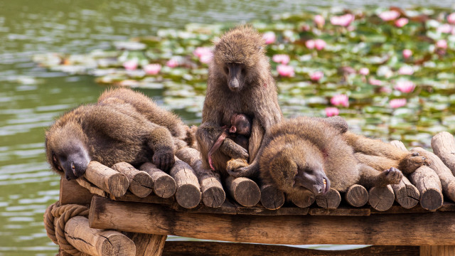 Monkeys wooden bench pond water free wallpaper for desktop - medium preview image
