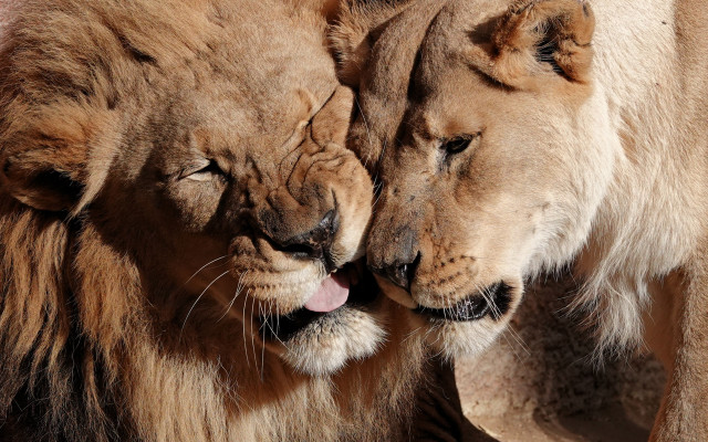 Lions close mouthed head touching free wallpaper for desktop - medium preview image