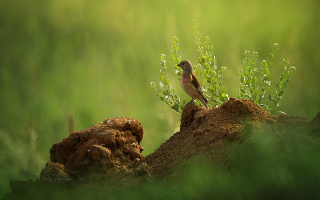 Bird rock grass wildlife tiltshift free wallpaper for desktop - medium preview image