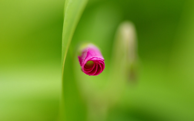 Pink flower green leaves macro #4 free wallpaper for desktop - medium preview image