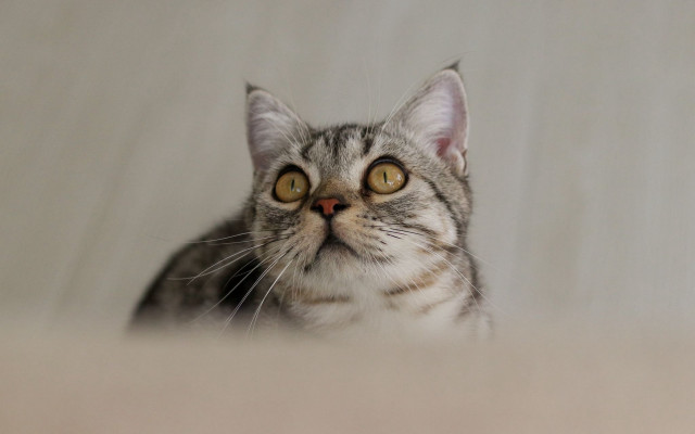 Surprised black cat yellow eyes free wallpaper for desktop - medium preview image