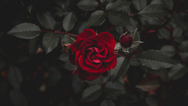 Red rose dark garden blurry free wallpaper for desktop - medium preview image