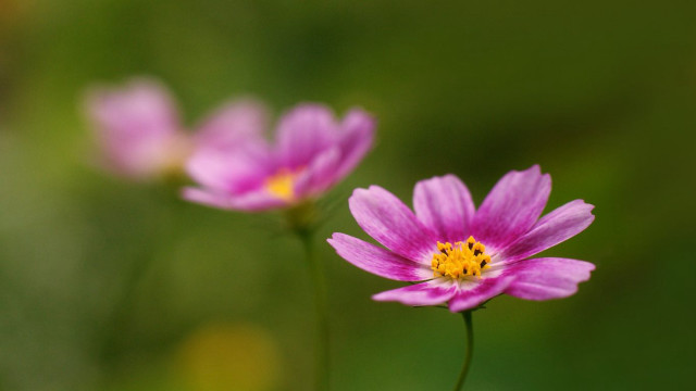 Close up flower blurry background #25 free wallpaper for desktop - medium preview image