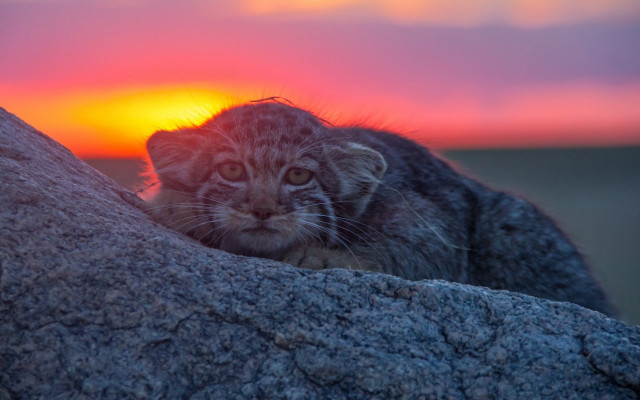 Cat rock sunset bird mountain free wallpaper for desktop - medium preview image