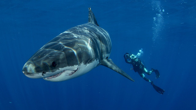 Man shark scuba astronomy ocean free wallpaper for desktop - medium preview image