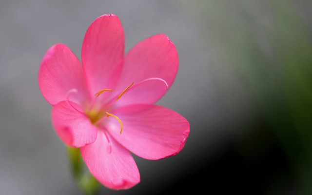 Pink flower green stem blurry #5 free wallpaper for desktop - medium preview image