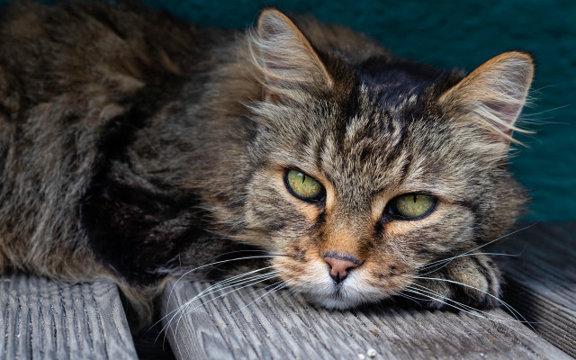 Cat green eyes wooden bench free wallpaper for desktop - medium preview image