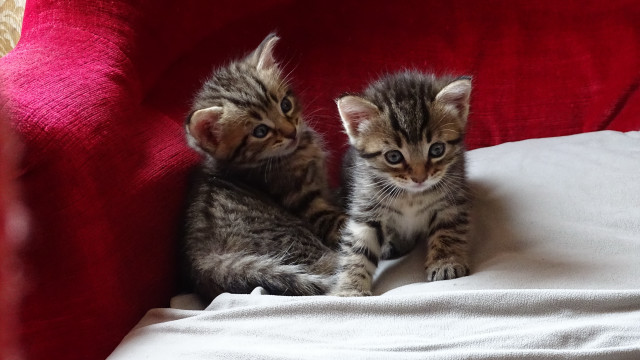 Two kittens red couch white free wallpaper for desktop - medium preview image