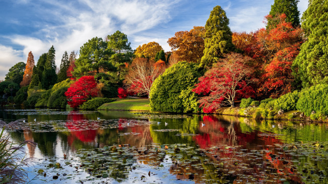 Pond trees lily pads autumn free wallpaper for desktop - medium preview image
