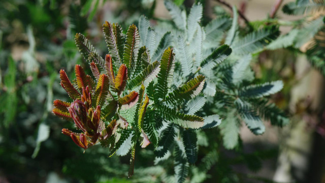 Green leaves red stems bokeh free wallpaper for desktop - medium preview image