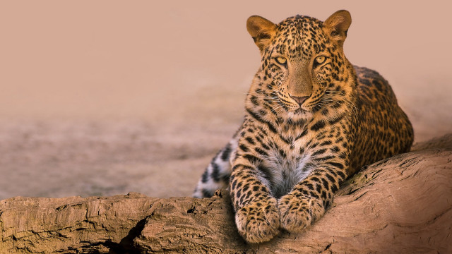 Leopard tree branch wild soft free wallpaper for desktop - medium preview image