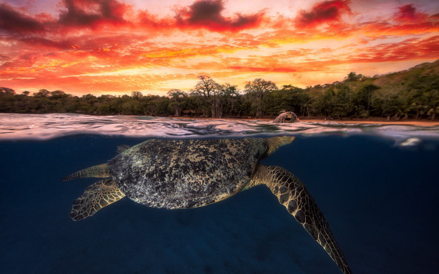 Turtle ocean sunset red sky free wallpaper for desktop - medium preview image