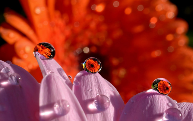 Three flowers water drops bokeh free wallpaper for desktop - medium preview image