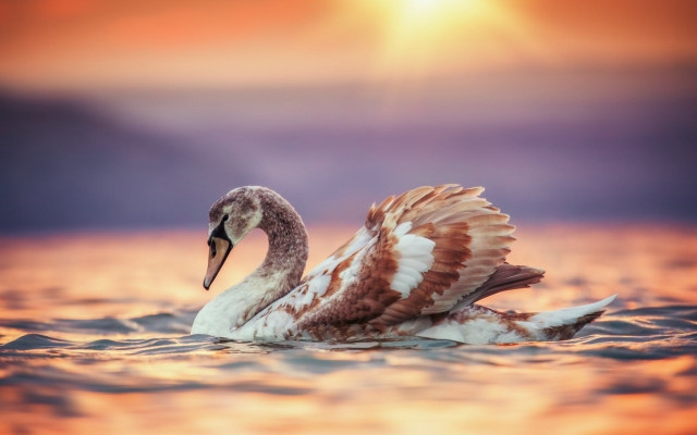 Swan floating sunset dawn wings free wallpaper for desktop - medium preview image