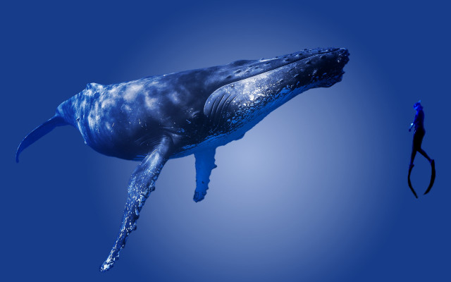 Large blue whale silhouette rayonism free wallpaper for desktop - medium preview image