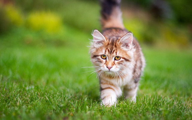 Cat green field sunny day free wallpaper for desktop - medium preview image