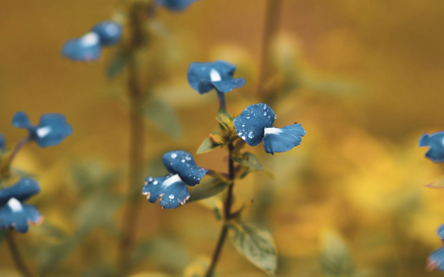 Blue flower water droplets bokeh #3 free wallpaper for desktop - medium preview image