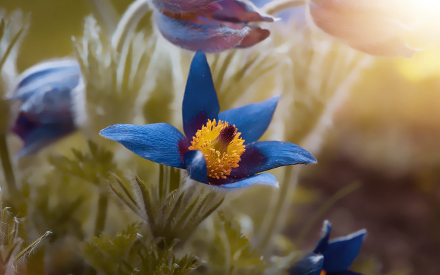 Blue flower yellow stamens macro #2 free wallpaper for desktop - medium preview image