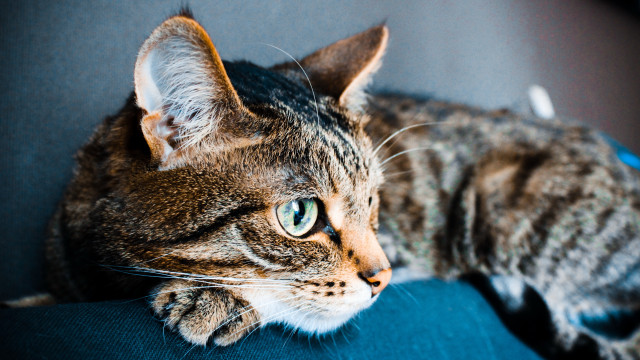 Cat blue couch paw open free wallpaper for desktop - medium preview image