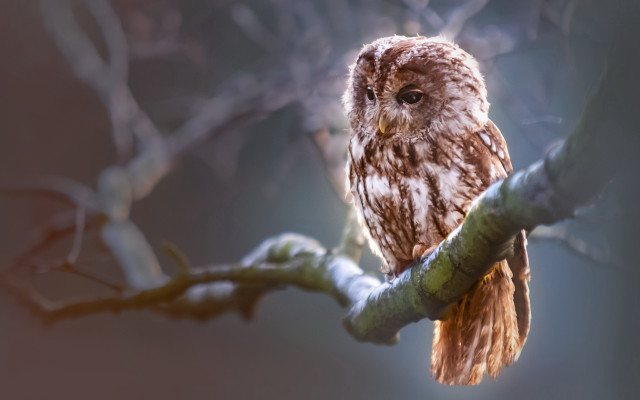 Brown owl tree branch photorealistic free wallpaper for desktop - medium preview image