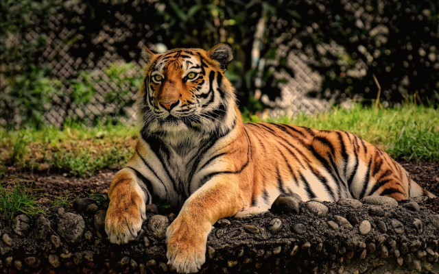 Tiger laying rock grass fence free wallpaper for desktop - medium preview image