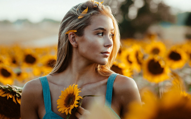 Woman sunflower field autumn blurry free wallpaper for desktop - medium preview image