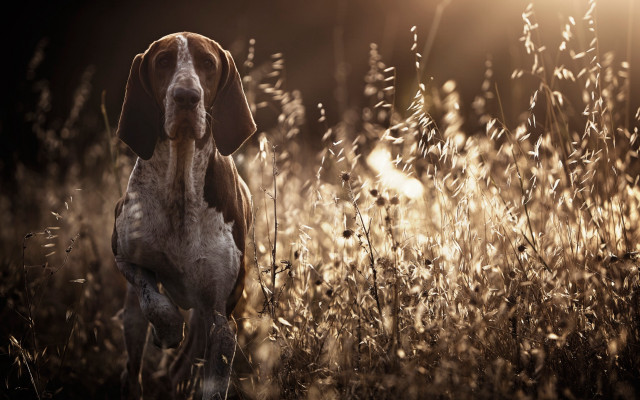 Dog field tallgrass sunshine photorealistic free wallpaper for desktop - medium preview image
