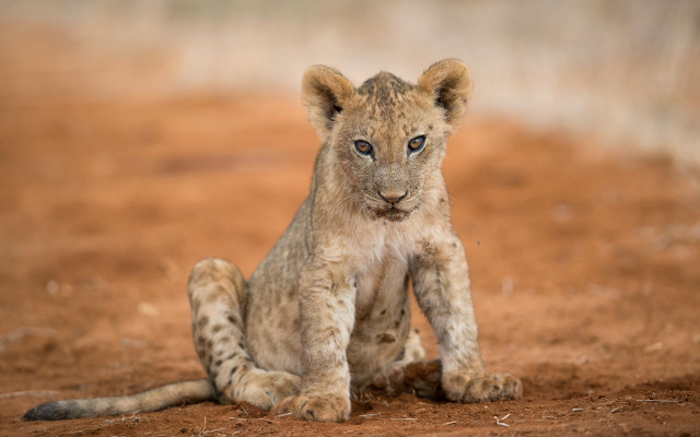 Lion cub sad outdoors beach free wallpaper for desktop - medium preview image