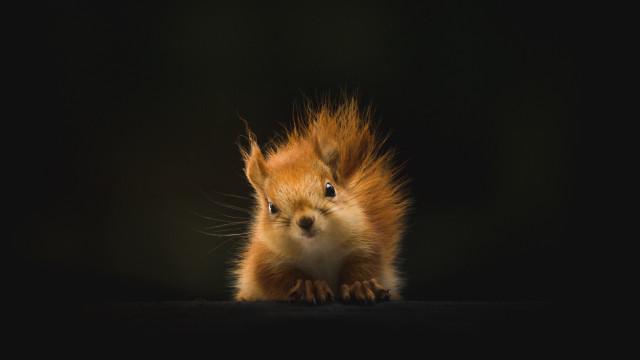 Red squirrel black background award free wallpaper for desktop - medium preview image