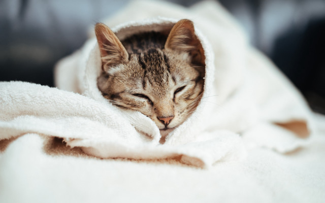 Cat sleeping blanket couch cozy free wallpaper for desktop - medium preview image