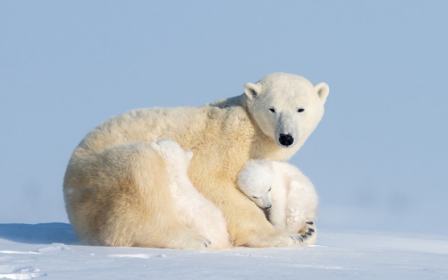 Polar bear cub snow mother free wallpaper for desktop - medium preview image