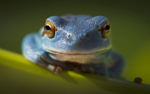 Blue frog green leaf yellow free wallpaper for desktop - medium preview image