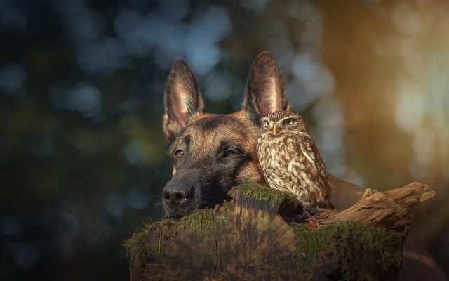Dog owl log woods romantic free wallpaper for desktop - medium preview image