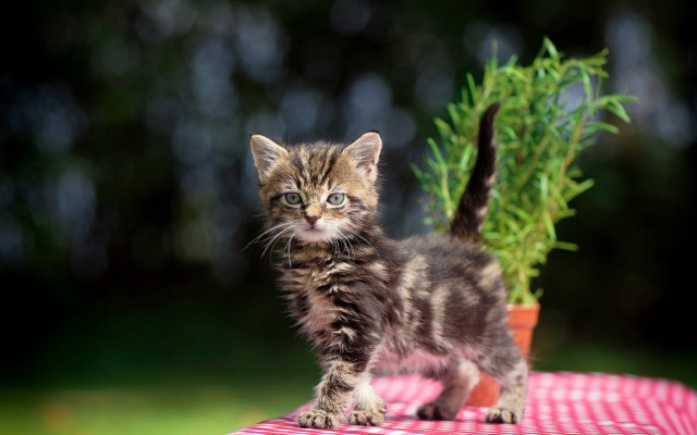 Small kitten potted plant tablecloth free wallpaper for desktop - medium preview image