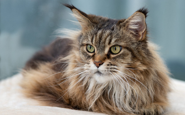 Long haired cat regal blue free wallpaper for desktop - medium preview image