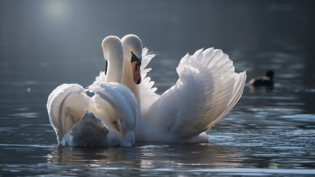 Swans wings touching ripples beach free wallpaper for desktop - medium preview image