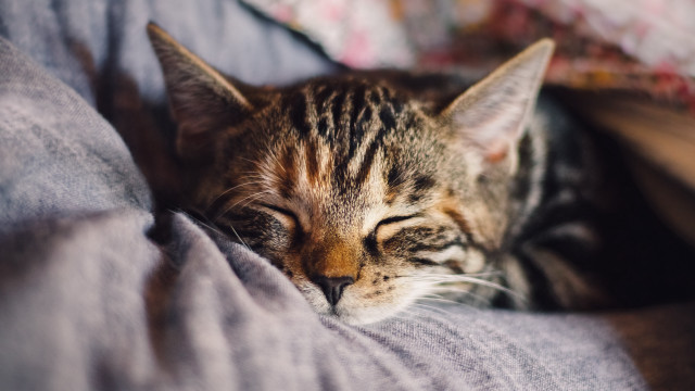 Cat sleeping bed blanket background free wallpaper for desktop - medium preview image