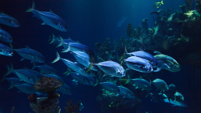 Large fish aquarium bubbles plants free wallpaper for desktop - medium preview image