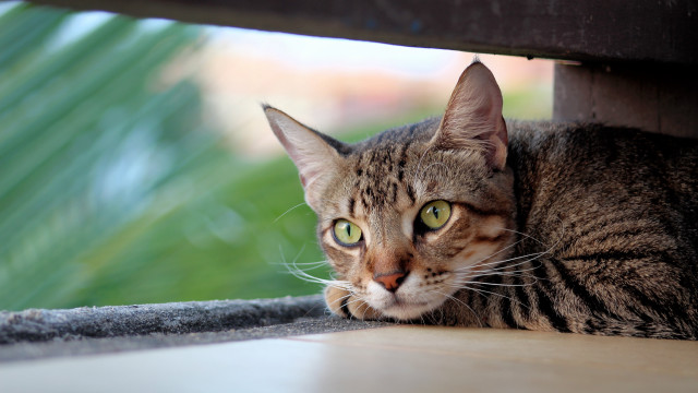 Cat green eye blurry house free wallpaper for desktop - medium preview image