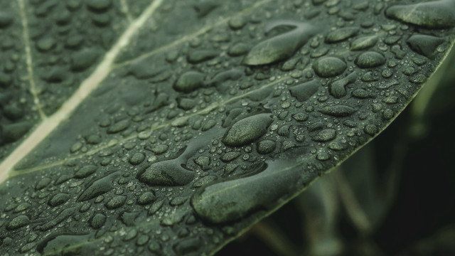Leaf water drops macro photorealism free wallpaper for desktop - medium preview image