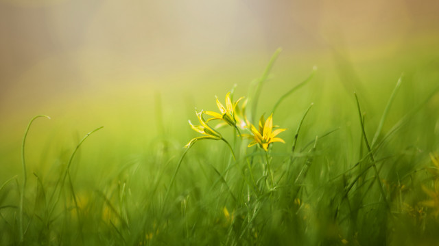 Flower grass bamboo nature blurry free wallpaper for desktop - medium preview image
