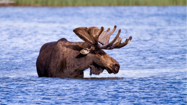 Moose water open mouth blurry free wallpaper for desktop - medium preview image