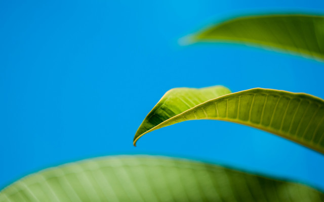 Green leaf blue sky macro #3 free wallpaper for desktop - medium preview image