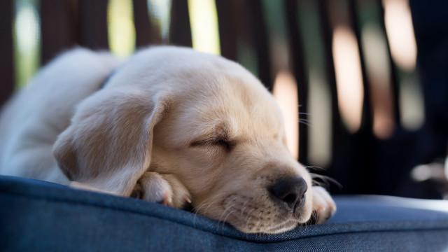 Puppy sleeping blue couch microscopic free wallpaper for desktop - medium preview image