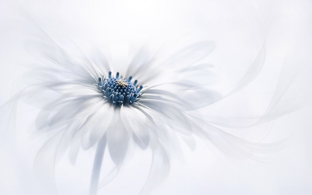 White flower blue center white free wallpaper for desktop - medium preview image