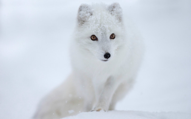 White fox snow gradient award free wallpaper for desktop - medium preview image