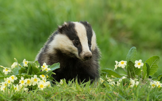 Badger flower field nature blurry free wallpaper for desktop - medium preview image