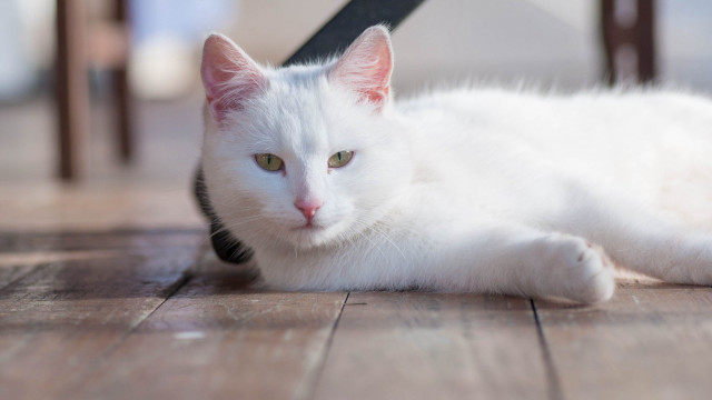 White cat wooden floor chair free wallpaper for desktop - medium preview image