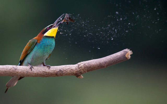 Colorful bird bug branch water free wallpaper for desktop - medium preview image
